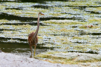 Genomen vanachter vogelkijkscherm. Vogel stond rustig te jagen. Meerder mooi foto's kunnen maken.