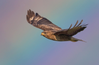 <i class='fa fa-user'></i>&nbsp;Edward van Altena&nbsp;|   Buizerd&nbsp; <i class='fa fa-eye'>&nbsp;833</i> &nbsp;<i class='fa fa-thumbs-up'>&nbsp;12</i> &nbsp; <i class='fa fa-comment-o'>&nbsp;17</i>