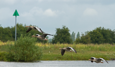 Het rivierenlandschap is hier duidelijk herkenbaar. De opdracht is vogel in het landschap. Dus deze vind ik er bij passen.