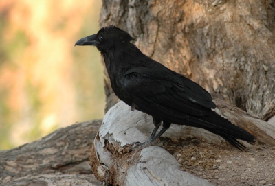 Net gearriveerd bij Rainbowpoint voor een korte hike, hoorde ik een tweetal Raven aankomen. Ze scharrelden wat bij de parkeerplaats, waarna 1 van de 2 een pad in hupte. Puur op de gok nam ik het pad links langs de Canyonrand in de hoop hem nog te kunnen fotograferen. En jawel daar zat ie aan de voet van een boom op de rand van de Canyon. Net toen ik 1x had afgedrukt klonk het rauwe keelgeluid van zijn partner uit de diepte en weg was ie.