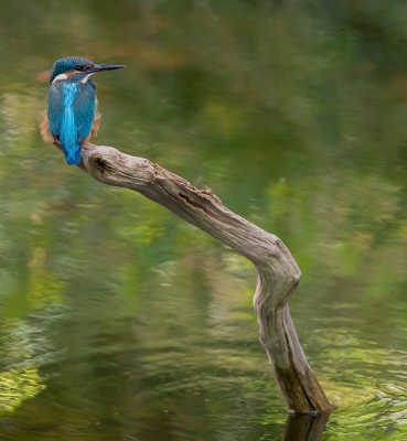 <i class='fa fa-user'></i>&nbsp;pietwil&nbsp;|   IJsvogel&nbsp; <i class='fa fa-eye'>&nbsp;747</i> &nbsp;<i class='fa fa-thumbs-up'>&nbsp;2</i> &nbsp; <i class='fa fa-comment-o'>&nbsp;13</i>