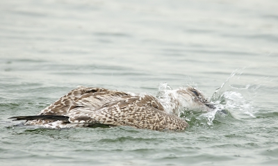 Plaatje van een badderende zilvermeeuw. Ik laat hem zien omdat zijn oog mooi vrij is ondanks het opspattende water. Ook omdat ik zilvermeeuwen gewoon heel fijne vogels vind, en omdat bij de jonge vogels de tekening van het verenpak zo mooi is.