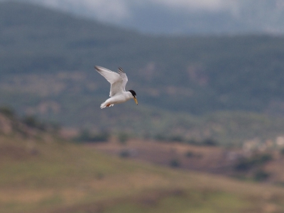 Dwergstern op jacht naar vis nabij de zoutpannen van Kalloni, Lesvos. Het was Een regenachtige dag.