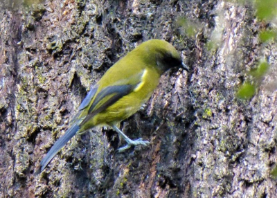 Ik kan deze vogel niet thuisbrengen, iemand een idee, alvast bedankt...