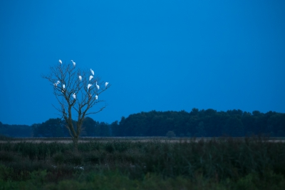 <i class='fa fa-user'></i>&nbsp;Arjen Drost&nbsp;|   Grote Zilverreiger&nbsp; <i class='fa fa-eye'>&nbsp;731</i> &nbsp;<i class='fa fa-thumbs-up'>&nbsp;12</i> &nbsp; <i class='fa fa-comment-o'>&nbsp;19</i>