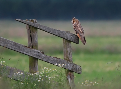 Dit voorjaar heb ik veel tijd besteed in het fotograferen van een paartje ransuilen. Het mooiste was altijd als de ouders gingen jagen. Je kon hier echter totaal geen hoogte van krijgen om te weten op welk tijdstip ze dit gingen doen. Soms pas heel laat als het al behoorlijk schemerde, een ander moment gingen ze helemaal niet jagen, maar ook weleens vrij vroeg. Zoals ook op deze foto het geval was. 
De ransuil jaagde misschien 5 minuten en ging toen op een hek zitten, een stuk verderop. Ik verwachtte dat de ransuil daarna weer verder zou gaan met jagen, maar ze bleef maar op het hek zitten.
Ik besloot om er naartoe te gaan. Tegen mijn verwachting in, bleef de uil gewoon op het hek zitten en stoorde zich totaal niet aan ons. 
En dat terwijl ze vaak verborgen zitten tussen de bomen, deze zat helemaal vrij op een mooi hek in een schitterende omgeving. Ik had helemaal niets meer te wensen die avond!

Groet,
Arn