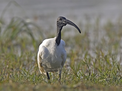 <i class='fa fa-user'></i> Wim de Groot | Indische Witte Ibis  <i class='fa fa-eye'> 438</i>   <i class='fa fa-comment-o'> 1</i>