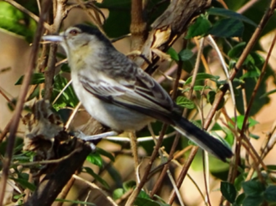 Ik wil graag ween hoe deze vogel heet, ik weet het zelf niet maar hoop dat iemand mij kan helpen