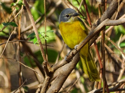 Ik wil graag ween hoe deze vogel heet, ik weet het zelf niet maar hoop dat iemand mij kan helpen. Misschien een yellowbreasted apatis?