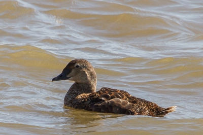 Bij Texel verblijft sinds een aantal dagen een vrouwtje Koningseider. Het is een vrouwtje in de rui. Gisteren heb ik daar een serie foto's van kunnen maken. Hier probeerde ze tegen de stroming in te zwemmen om in een deel van de haven te komen. Omdat er nog geen foto's van deze Texelse vogel hier geplaatst zijn wil ik er twee uploaden.