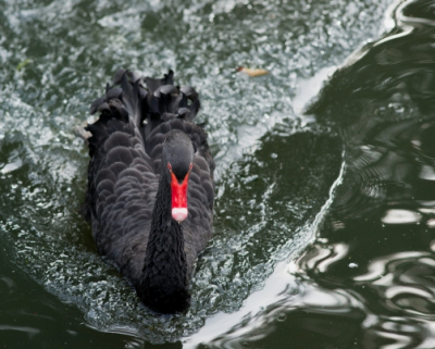 Deze zwarte zwaan heeft samen met zijn partner twee jongen voortgebracht en is een bezienswaardigheid in de gracht om Huize de Laak ( Philips familie bezit) 
Hij is bijzonder fel en heeft net als zijn vrouw prachtige gekrulde veren.