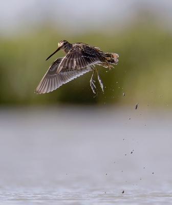 <i class='fa fa-user'></i>&nbsp;Henk Laverman&nbsp;|   Watersnip&nbsp; <i class='fa fa-eye'>&nbsp;650</i> &nbsp;<i class='fa fa-thumbs-up'>&nbsp;2</i> &nbsp; <i class='fa fa-comment-o'>&nbsp;15</i>