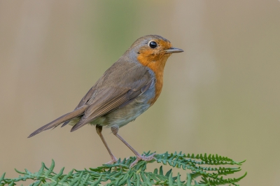 <i class='fa fa-user'></i>&nbsp;pietwil&nbsp;|   Roodborst&nbsp; <i class='fa fa-eye'>&nbsp;308</i> &nbsp; <i class='fa fa-comment-o'>&nbsp;7</i>