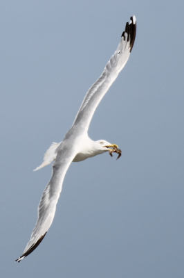 De foto is uit de hand genomen op  het strand van Ameland. Zo blijkt dat een 'gewone' meeuw ook fotogeniek kan zijn. Of de foto aan alle voorwaarden voldoet qua kwaliteit weet ik niet. Tips zijn welkom.