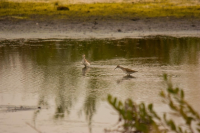 Ik heb in Buinen diverse van deze vogels gezien. Ik dacht een ruiter maar welke?
