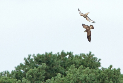 Met verwondering staan te kijken hoe 7! buizerds in de lucht buitelden. Een hoop geschreeuw. Er kwamen 2 raven op af.
Daarna werden ze uit elkaar gedreven. 
Bekend verschijnsel? Wat kan er aan de hand geweest zijn?