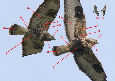 <i class='fa fa-user'></i> Karel Mauer | Ruigpootbuizerd  <i class='fa fa-eye'> 4888</i>   <i class='fa fa-comment-o'> 15</i>