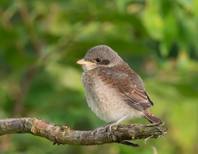 Om het drieluik compleet te maken hier een foto van een jonge grauwe klauwier. De jongen bleven nog enkele weken binnen een straal van een paar honderd meter om te worden gevoerd door de ouders.