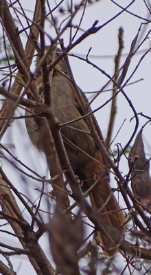 Hopelijk kan iemand hier een naam aan geven. Zou dit een Livingstone Flycatcher kunnen zijn, of is hij hier niet geel genoeg voor