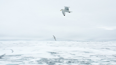 <i class='fa fa-user'></i>&nbsp;Arjen Drost&nbsp;|   Drieteenmeeuw&nbsp; <i class='fa fa-eye'>&nbsp;332</i> &nbsp; <i class='fa fa-comment-o'>&nbsp;0</i>