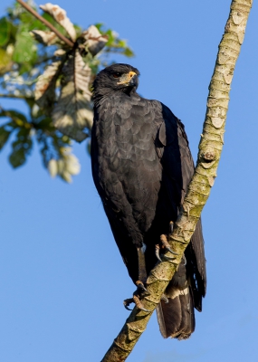 <i class='fa fa-user'></i>&nbsp;Paul van Giersbergen&nbsp;|   Zwarte Arendbuizerd&nbsp; <i class='fa fa-eye'>&nbsp;314</i> &nbsp; <i class='fa fa-comment-o'>&nbsp;5</i>
