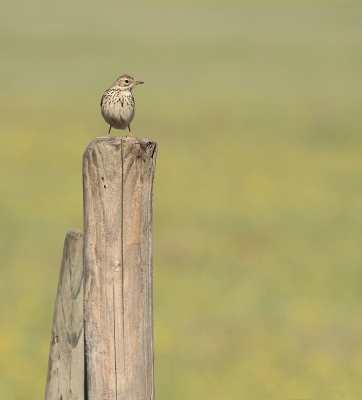 Een heel klein vogeltje op deze dikke paal.
Meestal hoor ik ze alleen maar,deze kwam even een deuntje fluiten.
Waarschijnlijk zaten er jonkies in het gras,die ik niet kon waarnemen.