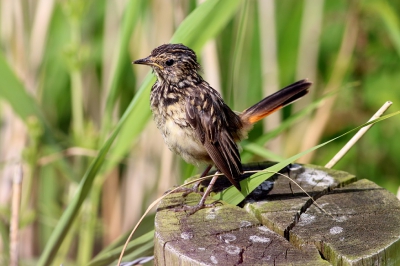 Ik ben beginnend (vogel)fotograaf. Dit is een foto van een juveniel blauwborst die nog geen angst voor mensen kent en bleef braaf zitten op een paaltje om te poseren. Ik stond op 2 meter afstand en fotografeerde vanaf een heuveltje. Graag hoor ik jullie feedback over de foto zodat ik mij verder kan verbeteren. Mochten er fotografen zijn (waar ik wat van kan leren) die een keer in Groningen samen op stap willen dan hoor/lees ik dit graag. Alvast bedankt voor jullie reacties.