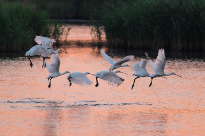 Ik ben beginnend (vogel)fotograaf. Dit is een foto van een groep lepelaars die vroeg in de ochtend opvlogen. Graag hoor ik jullie feedback over de foto zodat ik mij verder kan verbeteren. Mochten er fotografen zijn (waar ik wat van kan leren) die een keer in Groningen samen op stap willen dan hoor/lees ik dit graag. Alvast bedankt voor jullie reacties.