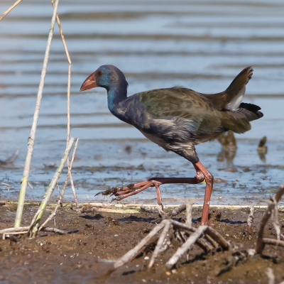 Langs een ven kwam deze Koet, snel tussen het riet vandaan, dit is de enige opname waar hij vrij opstaat.