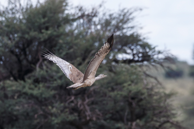 Het zijn flinke vogels, maar ze stijgen toch aardig snel op.