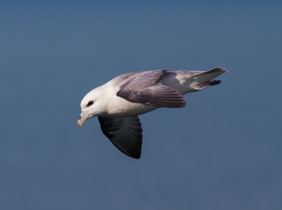 Berry Head is een 70 m hoge klif (zonder hekje!) aan de zuidwestkant van de Torbay, vlakbij het (toeristische) Brixham. Er is een fort uit de 19e eeuw en er is een vogelkijkhut, maar die was deze dag op slot en er was sowieso niet veel te zien. Op de hellingstijgwind aan de noordkant zweefden verschillende meeuwen en ook deze Noordse Stormvogel. Had ik nog nooit gezien, en vanaf de klif kon je de vogels mooi van bovenaf fotograferen.