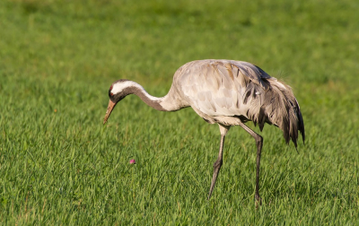 Stop! Kraanvogel! En voor de zoveelste keer werd (zuchtend) de auto gekeerd. Deze bleef lekker dicht langs de weg zitten.