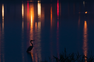 <i class='fa fa-user'></i>&nbsp;P.Teune&nbsp;|   Blauwe Reiger&nbsp; <i class='fa fa-eye'>&nbsp;437</i> &nbsp;<i class='fa fa-thumbs-up'>&nbsp;2</i> &nbsp; <i class='fa fa-comment-o'>&nbsp;14</i>