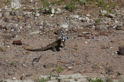 De ijsvogel beschermt waarschijnlijk zijn nest, en jaagt een leguaan weg, langs de Chobe rivier.