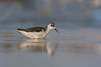Dit is een verbeterde versie van de vorige upload..
Wat was het leuk om tussen de grote kieviten en meeuwen zo'n klein en rap franjepootje te zien foerageren. Ik had 'm zelf nog nooit zo dichtbij gezien hoewel de fotografische afstand nog best groot was. Moest dus wel een crop worden, maar ik dacht dat het wel de moeite waard was om 'm hier even te laten zien.