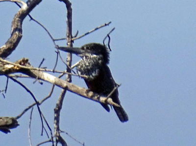 Ik denk dat dit een giant kingfisher, misschien een juvenile. Zou dat kunnen kloppen?
