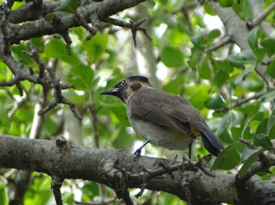 Ik dacht aan een black-capped bulbul, maar hij heeft geen donkere oogring. Maar ik weet niet wat het anders zou kunnen zijn