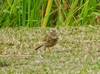 Ik zou heel graag de naam van dit vogeltje te weten willen komen. Zou iemand mij kunnen/willen helpen.