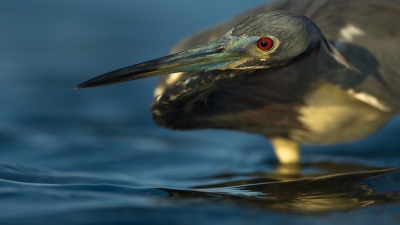 <i class='fa fa-user'></i>&nbsp;Michael Van Bosch&nbsp;|   Witbuikreiger&nbsp; <i class='fa fa-eye'>&nbsp;439</i> &nbsp;<i class='fa fa-thumbs-up'>&nbsp;5</i> &nbsp; <i class='fa fa-comment-o'>&nbsp;10</i>
