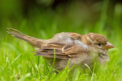 Nadat een groep mussen in de tuin was geweest. Bleef dit kleintje over op het mini grasveld.
Het pikte en dronk wat en ging daarna wat zitten duffen.
's Avonds was die weer verdwenen.