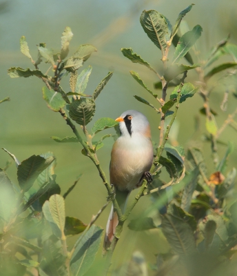 Eindelijk is het zover! Mijn eerste birdpixwaardige baardman! Hier heb ik dus gewoon 4 jaar op moeten wachten. Alle vorige opnames van de baardmannen konden vrijwel altijd de prullenbak in wegens onscherpte of takken, stengels en bladeren ervoor.......