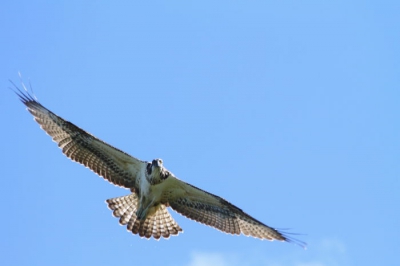 Vogel was op jacht en vloog op (relatief) lage hoogte over de plas. Meerdere duiken naar het water, maar ok kon vanuit mijn positie (helaas) niet op het water kijken.
Vloog uiteindelijk weg met een vis.