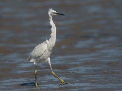 <i class='fa fa-user'></i>&nbsp;Frans bruinsma&nbsp;|   Kleine Zilverreiger&nbsp; <i class='fa fa-eye'>&nbsp;284</i> &nbsp; <i class='fa fa-comment-o'>&nbsp;1</i>