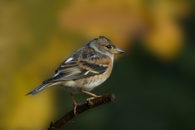 Ik heb nog nooit keepen gehad in mijn tuin,maar deze keren met regelmaat terug in mijn achter tuin,
ik ben daar wel blij mee.