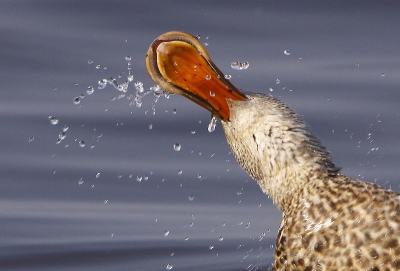 <i class='fa fa-user'></i>&nbsp;Ren�e en George&nbsp;|   Slobeend&nbsp; <i class='fa fa-eye'>&nbsp;570</i> &nbsp;<i class='fa fa-thumbs-up'>&nbsp;3</i> &nbsp; <i class='fa fa-comment-o'>&nbsp;11</i>