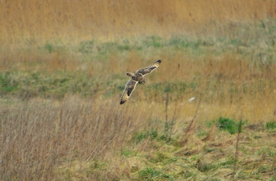 Zittend op een dijk Colijnsplaat (Z.L) komt deze velduil naar je toe gegleden ,Op dat moment alleen beschikking over 55 ,300 mm , Maar moment toch gepakt met velduil op ooghoogte in eigen habitat.