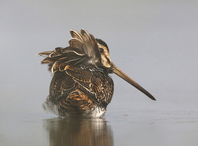 Vaak is een foto waarop je de vogel op de rugzijde ziet wat minder aantrekkelijk. In dit geval vind ik dat opgewaaide verenpakje wel een bonus bieden. Naar mijn gevoel krijgt het iets schilderachtigs, waarbij de zon ook nog eens nt fijn op 't koppie valt...