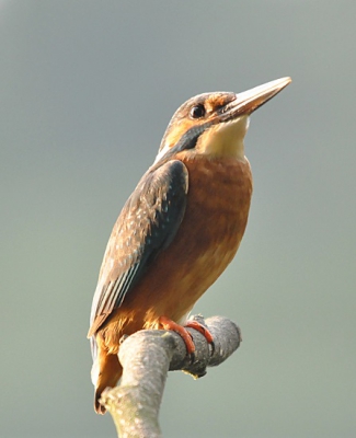 Dezo foto is er een uit een serie die ik later op de avond maakte. Het gouden uur doet dan mooie dingen met de al zo fraaie kleurende IJsvogel.

Nikon D90
Sigma 150 - 500
Rijstzak
f6,3
1/400
500 mm