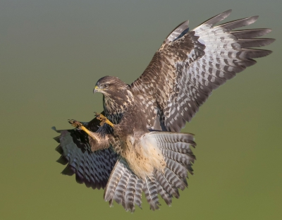 <i class='fa fa-user'></i>&nbsp;Edward van Altena&nbsp;|   Buizerd&nbsp; <i class='fa fa-eye'>&nbsp;1973</i> &nbsp;<i class='fa fa-thumbs-up'>&nbsp;49</i> &nbsp; <i class='fa fa-comment-o'>&nbsp;45</i>