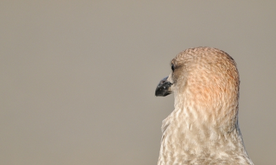 Portretje anders - hij kijkt inderdaad niet in de lens, en heeft bovendien een mooi rossig kleurtje op zijn kop.
En bovendien is het nu eens niet een huiskraai uit Hoek van Holland